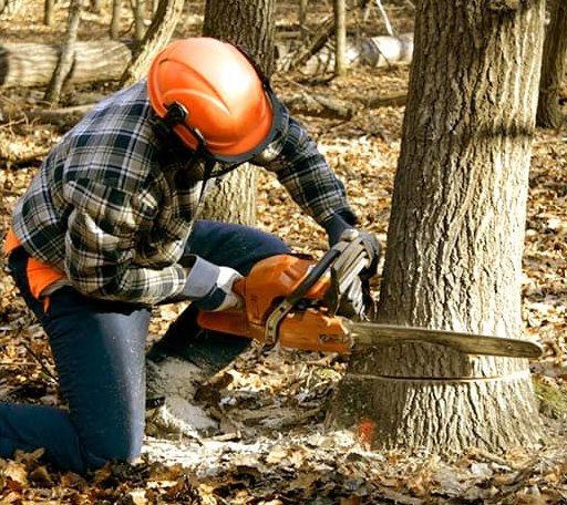 Tree Removal in Bigfork, MN